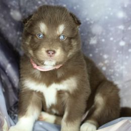 Latte - Red and white female Alaskan Malamute puppy in Independence, Virginia from New River Valley Malamutes