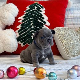Huddle - Blue male French Bulldog puppy in Shields, Michigan from Mid-Michigan Frenchies