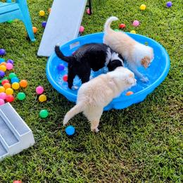 Border Collie Puppies from Double4farms