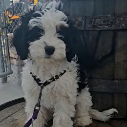 Truckee - Tri-color male Cavapoo puppy in Las Cruces, New Mexico from Moongate Cavaliers