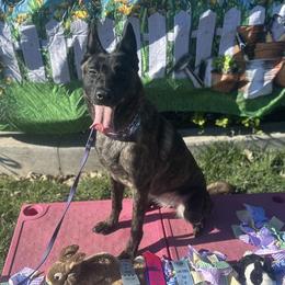Dutch Shepherds from End Times K9