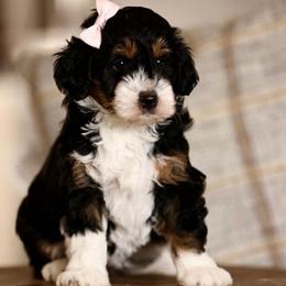 Ashtin - female Australian Mountain Doodle puppy in Spanish Fork, Utah from Little Puppy Co.