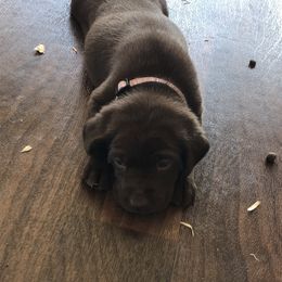 Dilute Retriever and Labrador Retriever Puppies from CKB Labradors