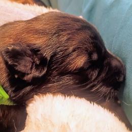 German Shepherd Puppies from Samhain Shepherds