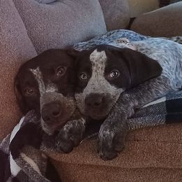German Shorthaired Pointers from Michelle's German Shorthaired Pointers