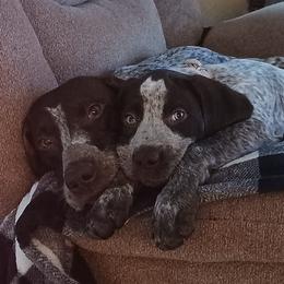 German Shorthaired Pointers from Michelle's German Shorthaired Pointers