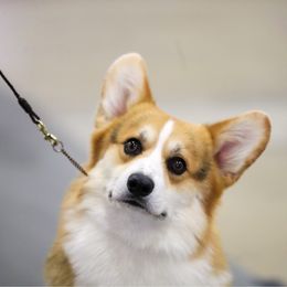 Morgan - Pembroke Welsh Corgi