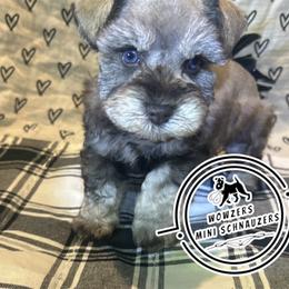 Pink Collar - Liver female Miniature Schnauzer puppy in Conroe, Texas from Wowzers Mini Schnauzers
