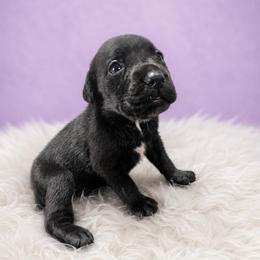 Black girl 3 - Black female Cane Corso puppy in Haslet, Texas from Trained To Go Corso Kennels (T.T.G. Corso Kennels)