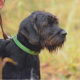 German Wirehaired Pointer and Pudelpointer All Grown Up from Ripsnorter Kennels