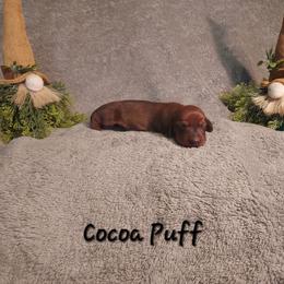 Cocoa Puff - Red female Dachshund puppy in Memphis, Texas from Weiner Warriors