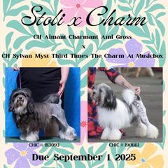 Lowchen puppies from PreVi Kennels