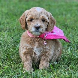 Hazelnut- Pink Collar - Apricot female Goldendoodle puppy in Bonham, Texas from Happy Valley Puppies