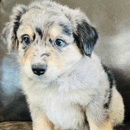 Clem - Blue merle male Miniature Australian Shepherd puppy in Sulphur, Oklahoma from Barnyard Aussies