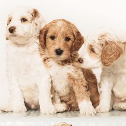 Goldendoodles from Greenhill Doodles