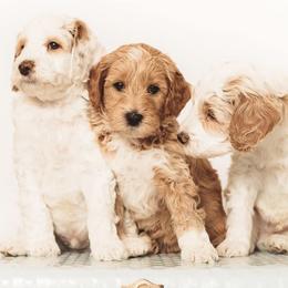 Goldendoodles from Greenhill Doodles