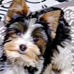 Missy - Yorkshire Terrier