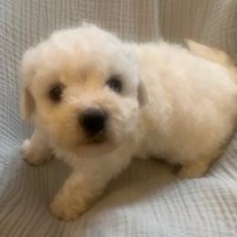 Light Blue Collar Female - White female Bichon Frise puppy in Brainerd, Minnesota from ACC Ranch