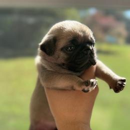 Sully - Fawn male Pug puppy in Damascus, Maryland from Elly & Junior’s Legacy