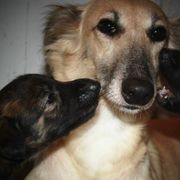 Windsprites from Wylde Pups