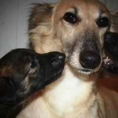 Windsprites from Wylde Pups