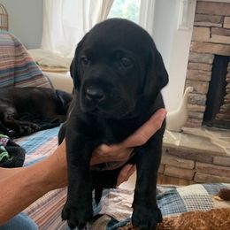 Labrador Retrievers from Lazy Puppy Farms