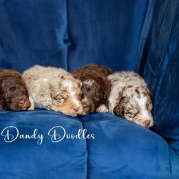 Aussiedoodle Puppies from Dani's Dandy Doodles