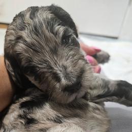 Aurora - Merle female Goldendoodle puppy in Meridian, Idaho from Lucy's Golden Doodles
