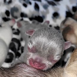 French Bulldog Puppies from 4 Leaf Frenchies