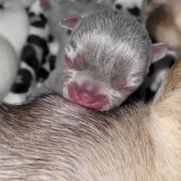 French Bulldog Puppies from 4 Leaf Frenchies
