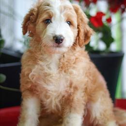Ringo - Cream male Aussiedoodle puppy in Crete, Nebraska from Doodles & Co