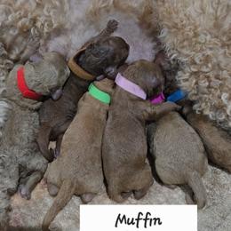 Poodle puppies from Moving and Grooving Pups
