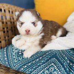 Choco Taco - Red and white male Pomsky puppy in Yavapai County, Arizona from Pawsh Pomskies