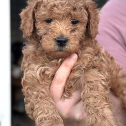 Flake (M) - Red  male Goldendoodle puppy in Lewisville, Texas from Zink Doodles