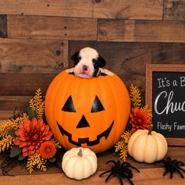 Chucky - White male Boxer puppy in Grove City, Ohio from Krieger Family Boxers