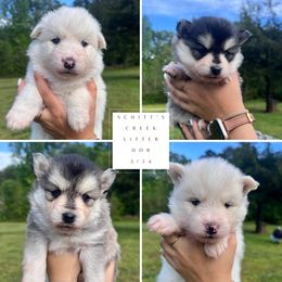Pomsky puppies from Greenville Pomskies