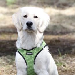 Golden Retrievers from Frost Woods Goldens