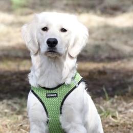 Golden Retrievers from Frost Woods Goldens