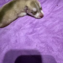 Girl 2 - Red and white female Siberian Husky puppy in Westfield, Vermont from Snowdancer Kennels, Reg