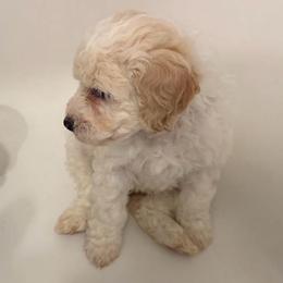 Blush Pink Collar - Parti female Goldendoodle puppy in Valley Center, Kansas from The Goldendoodle Gal