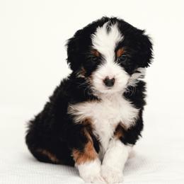 Green - Black tri-color male Aussiedoodle puppy in Slc, Utah from Timp Doodles