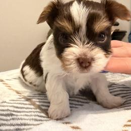 Girl 1 - Chocolate, tan and white female Yorkshire Terrier puppy in Tampa, Florida from M&S Royal Luxe Yorkies