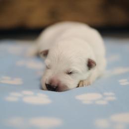 Berger Blanc Suisse Puppies from Moonlight Berger Blanc Suisses