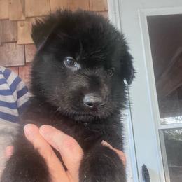 Dark Green Collar (Black) - Black male German Shepherd puppy in Kansas, Ottawa, Kansas from Import German Shepherds of Kansas