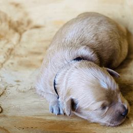 Goldendoodle Puppies from Stoney Creek Doodles