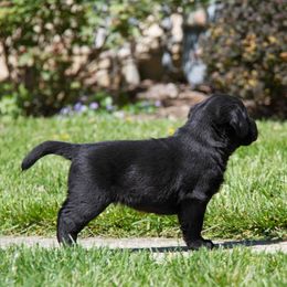 Labrador Retriever Puppies from Showtime Labradors