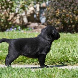 Labrador Retriever Puppies from Showtime Labradors