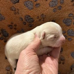 Marshall (lavender) - Silver male Chihuahua puppy in Seneca, Missouri from Stephanie’s Puppy Colony