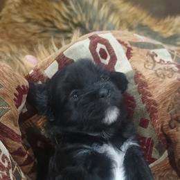 Truvy - Black and white female Shichon puppy in St. Johns, Florida from Log Cabin Teddy Bears