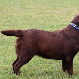 Skye - Labrador Retriever